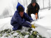 雪灾造成7700万人受灾24人死